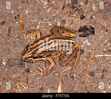 Australian brown striped marsh frog, Limnodynastes peronii, with eyes and large feet visible on ground near garden pond Stock Photo