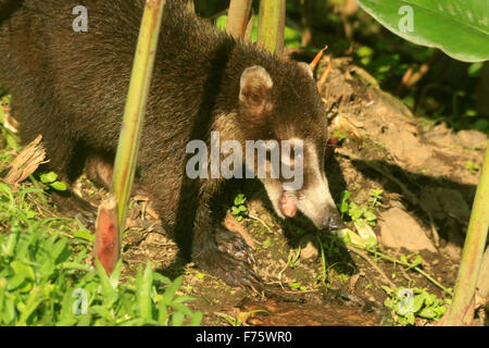 Cute coatie (pizote, a member of the racoon family) in the rainforest at the Arenal Observatory lodge in Costa Rica Stock Photo