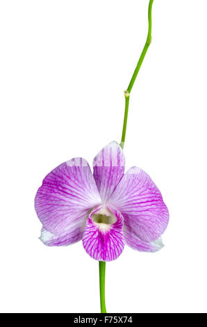 Pink streaked orchid flower, isolated Stock Photo