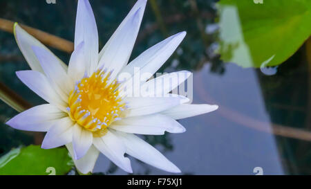 lotus blossoms or water lily flowers blooming on pond Stock Photo