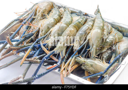 giant  river prawn is ready to grill ( Macrobrachium rosenbergii ) Stock Photo