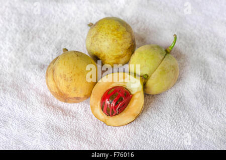 Nutmeg (Myristica fragrans Houtt.), Thailand herbs with medicinal properties Stock Photo