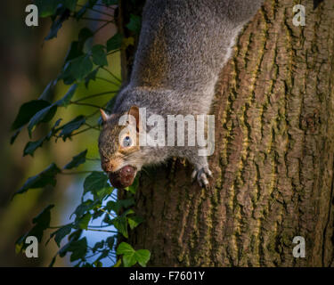 Grey squirrel pausing for a moment with a conker in its mouth Stock Photo