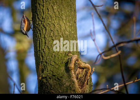 A nuthatch is known to store food, especially seeds, in tree crevices, in the ground or under bark. This one is pecking for food Stock Photo