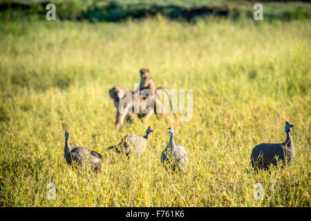 Kasane, Botswana - Chobe National Park Chacma Baboon (Papio ursinus) and Guinea Fowl (Numididae) Stock Photo