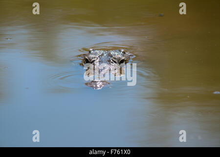 SOUTH AFRICA- Kruger National Park  Crocodile (Crocodylinae) Stock Photo