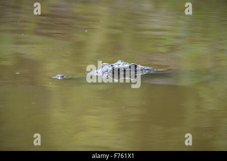 SOUTH AFRICA- Kruger National Park  Crocodile (Crocodylinae) Stock Photo