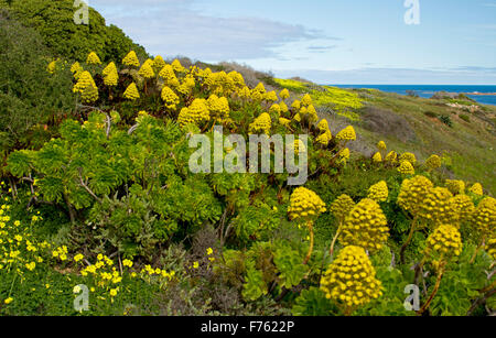 Large conical vivid yellow flower & leaves of succulent Aeonium arboreum, tree houseleek, an invasive weed species in Australia Stock Photo