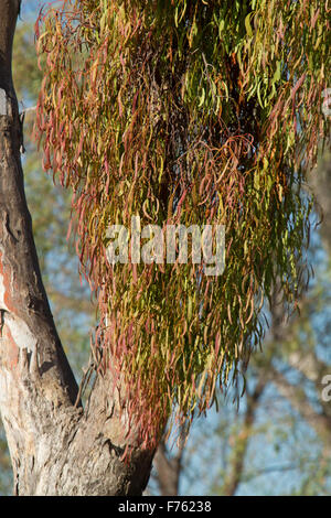 Box mistletoe, Amyema miquelii, growing on tall eucalyptus / gum tree ...
