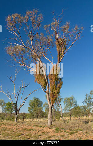 Box mistletoe, Amyema miquelii, growing on tall eucalyptus / gum tree under blue sky in outback Queensland Australia Stock Photo