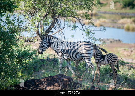 SOUTH AFRICA- Kruger National Park Zebra (Equus burchellii) Stock Photo