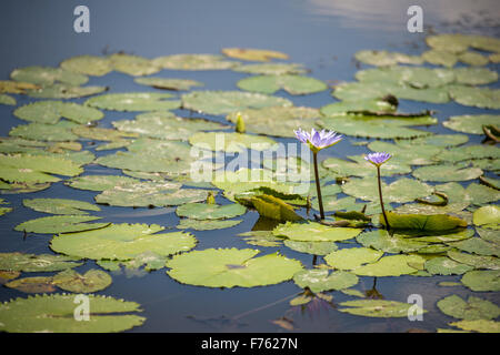 SOUTH AFRICA- Kruger National Park Lily Pad (Nymphaeaceae) Stock Photo