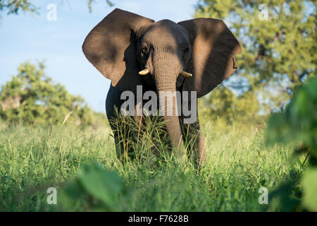 SOUTH AFRICA- Kruger National Park  African Elephant (Loxodonta) Stock Photo