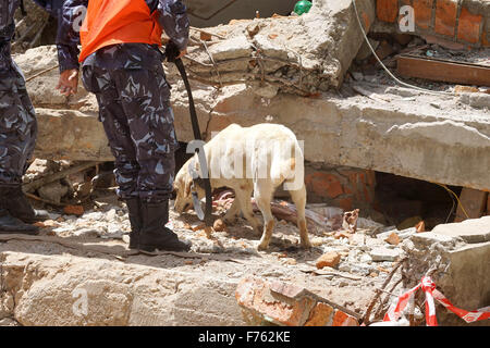 Earthquake, Earthquake Nepal, Gorkha earthquake, earthquake 2015, earthquake damage, earthquake destruction, earthquake debris, asian earthquake, Kathmandu, Nepal, Asia, dog searching dead bodies Stock Photo