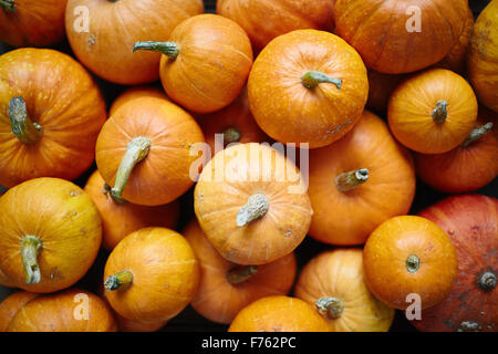 Close-up of various pumpkins Stock Photo