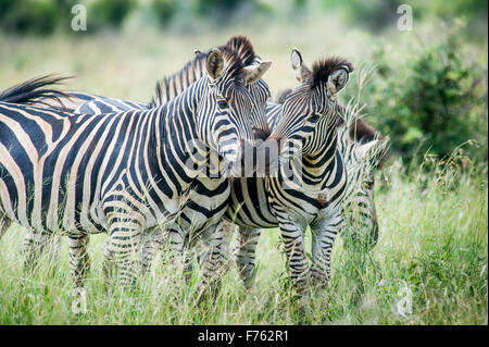 Kruger National Park, South Africa -  plains zebra (Equus quagga) Stock Photo