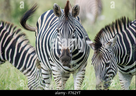 SOUTH AFRICA- Kruger National Park  Zebra (Equus burchelli) Stock Photo