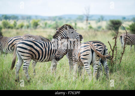 SOUTH AFRICA- Kruger National Park  Zebra (Equus burchelli)
