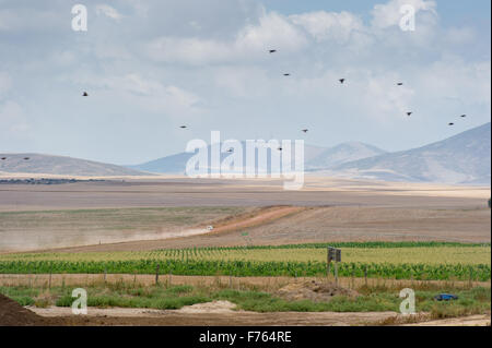 SOUTH AFRICA- Farmland with mountains in the distance. Stock Photo