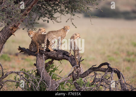 Cheetahs using a broken branch as a vantage point in the Kgalagadi Transfrontier Park Stock Photo