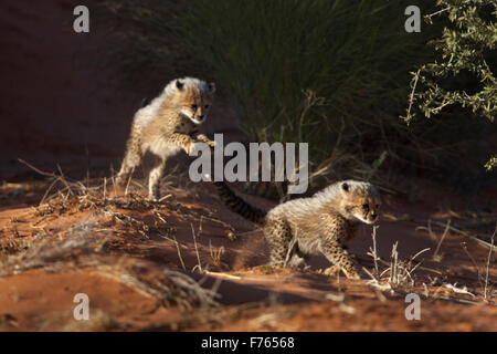 Cheetah cubs playing in the sand dunes of the Kgalagadi Transfrontier Park Stock Photo