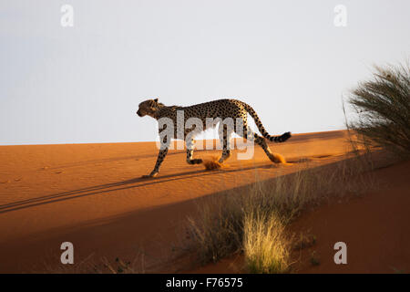 Cheetah running along a sand dune in the Kgalagadi Transfrontier Park, Stock Photo