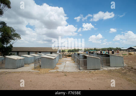 SOUTH AFRICA- Calf hutch on farm Stock Photo