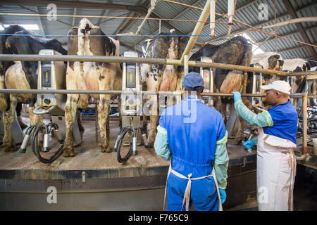 SOUTH AFRICA- Cows being milked on dairy farm. Stock Photo