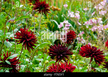 Dark red dahlia flowers growing in garden border in late summer a genus of tuberous herbaceous perennial plants native to Mexico Stock Photo