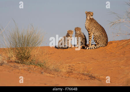 Female cheetah with her cubs on a sand dune in the Kgalagadi Transfrontier Park Stock Photo