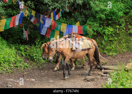 Pack horses near Taktsang Monastery, Bhutan Stock Photo