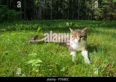 Cat resting lying on the grass Stock Photo