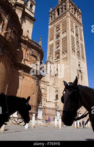 Cathedral,Giralda tower from Plaza Virgen de los Reyes,Sevilla,Andalucía,Spain Stock Photo