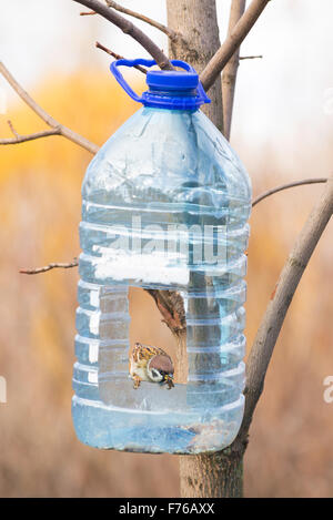 Big plastic bottle used as feeder for birds in winter. A sparrow with a seed in the beak is perched on the aperture Stock Photo