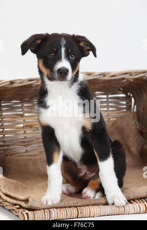 Border Collie, puppy, 10 weeks|Border Collie, Welpe, 10 Wochen Stock Photo