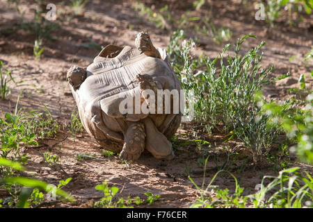 An upside down leopard tortoise in the kgalagadi Transfrontier Park Stock Photo