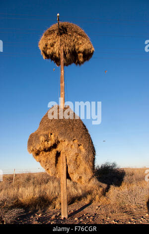Sociable weaver nests on a telephone pole in the Kgalagadi Transfrontier Park Stock Photo