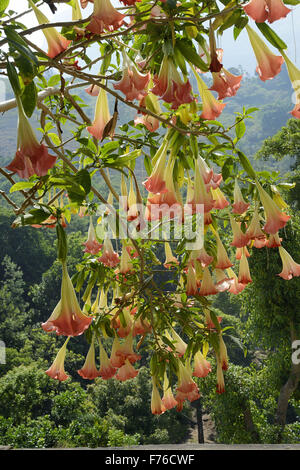 Trumpet flower, Angel's trumpets, Brugmansia, Marayoor, Marayur, Devikulam, Idukki, Kerala, India, Asia Stock Photo