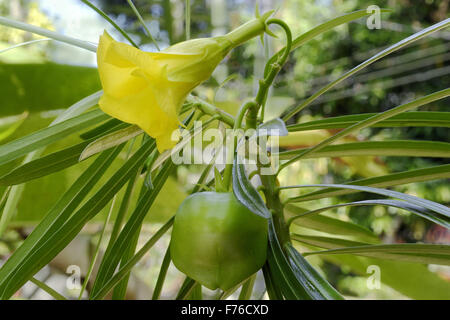 Yellow oleander flower, Cascabela thevetia, lucky nut plant, Stock Photo