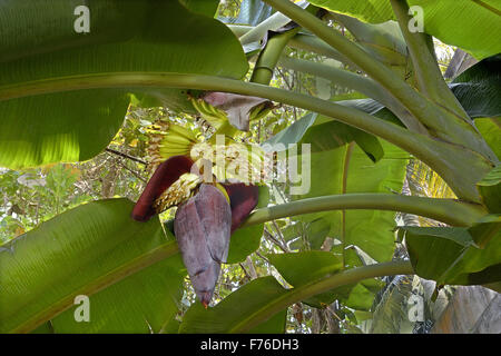 Musa paradisiaca, banana plant, trivandrum, kerala, india, asia Stock Photo