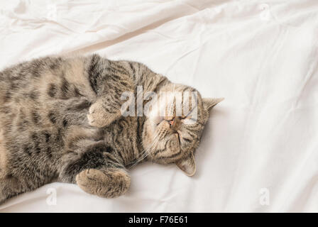British shorthair cat lying down on its back in a bed, resting with closed eyes. Stock Photo