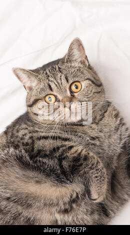 British shorthair cat lying down on its back in a bed, looking up. Stock Photo