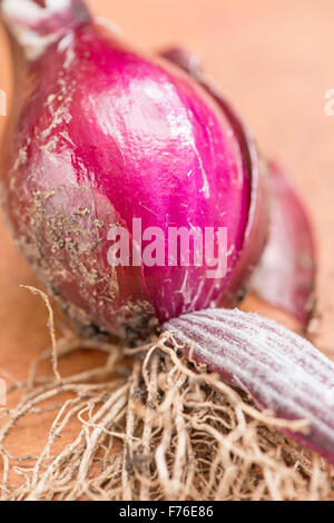 Red onion in extreme close up Stock Photo