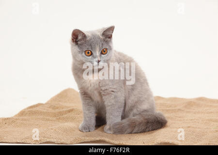 British Shorthair Cat, blue-tortie, 4 months|Britisch Kurzhaar, blue-tortie, 4 Monate