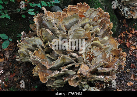 giant polypore Stock Photo