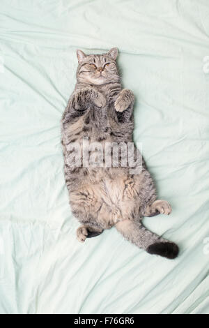 British shorthair cat lying down on its back in bed looking up. Stock Photo