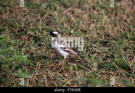 White-browed sparrow weaver Plocepasser mahali Tsavo East National Park Kenya