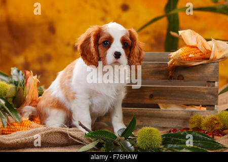 Cavalier King Charles Spaniel, puppy, blenheim, 10 weeks|Cavalier King Charles Spaniel, Welpe, Blenheim, 10 Wochen Stock Photo