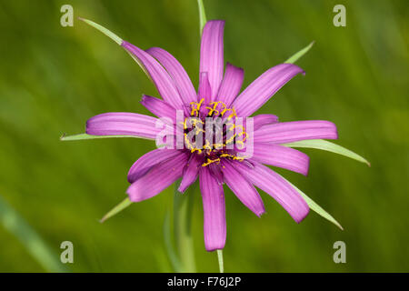 Purple salsify, goatsbeard, Haferwurzel, Haferwurz, Habermark, Purpur-Bocksbart, Tragopogon porrifolius, Tragopogon porrifolium Stock Photo