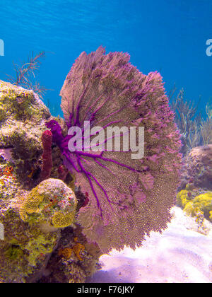 A purple sea fan coral looks beautiful against the blue ocean in the Bahamas Stock Photo